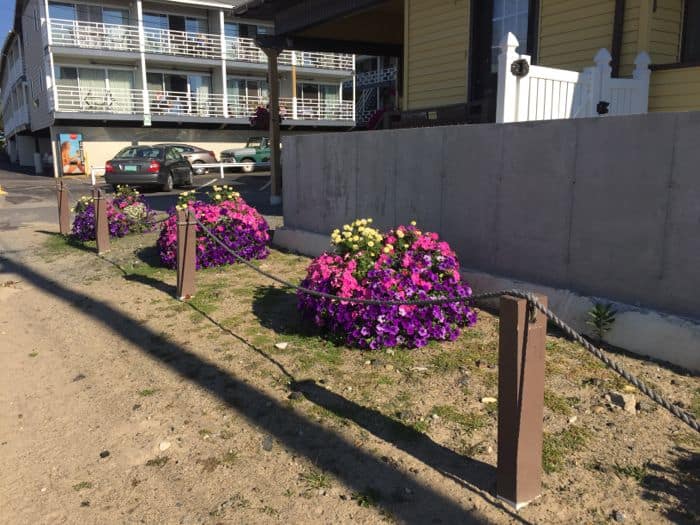 Flower pots line a beach walk.