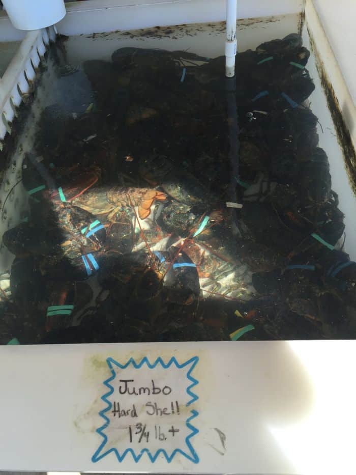 Jumbo hard shell lobsters in tank.