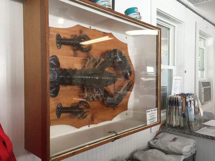 Large preserved lobster in glass case.