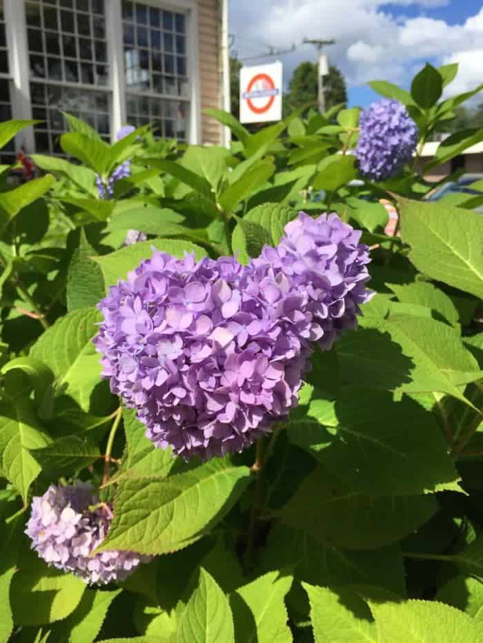 Lilacs in bloom in Freeport, Maine.