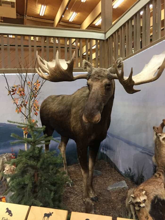 Taxidermy moose at LL Bean flagship store.
