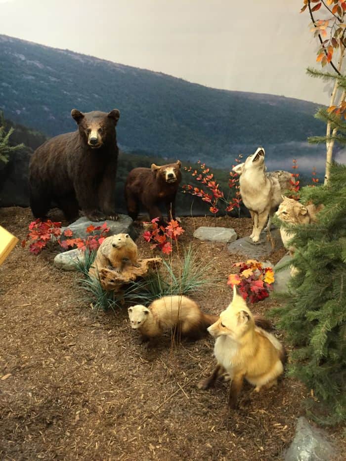 Taxidermy animals at LL Bean flagship store.