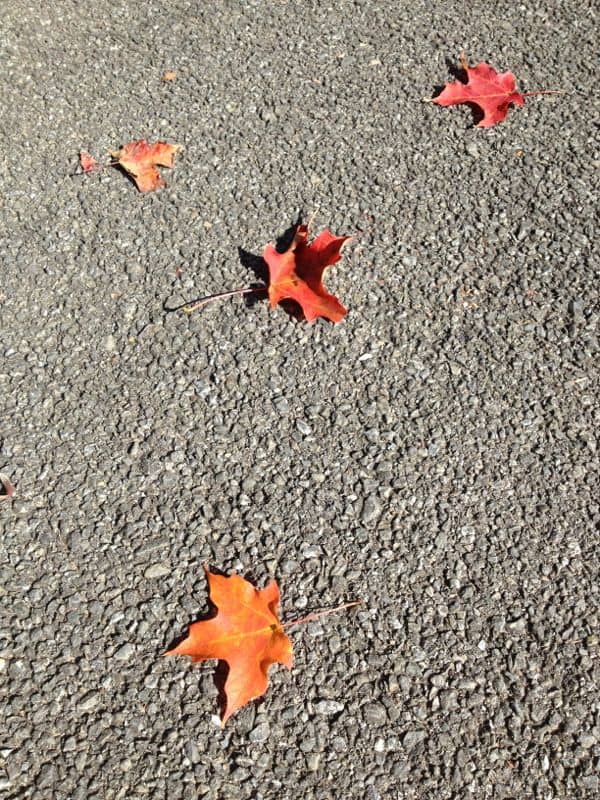 Autumn leaves on pavement.