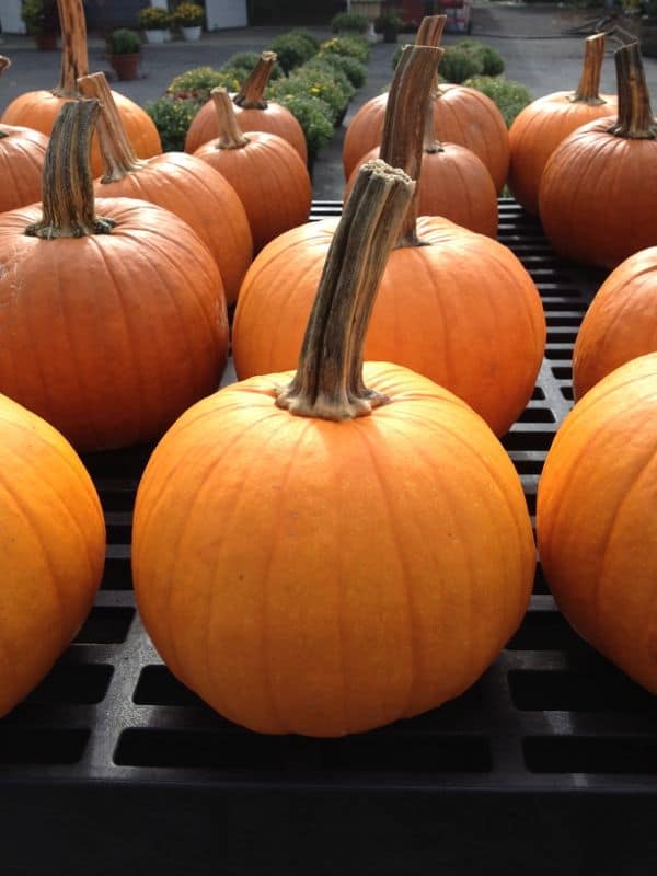 Small pumpkins for sale on a table at a market.