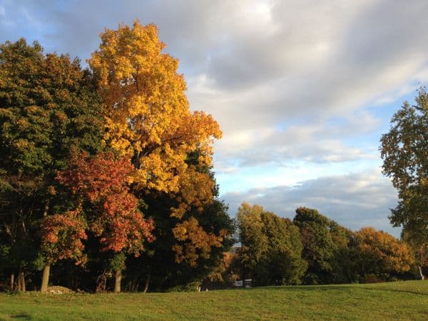 Autumn tree in a field.